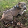 Cinnamon - Photo 7