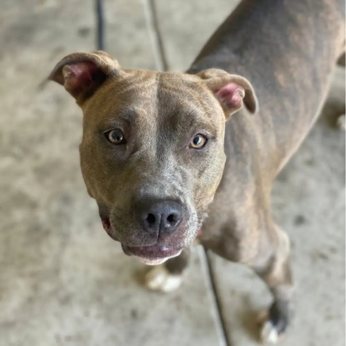 CINNAMON - American Pit Bull Terrier / American Staffordshire Terrier available for adoption