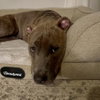 Cinnamon - Photo 4