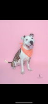Ziggy - Photo 1
