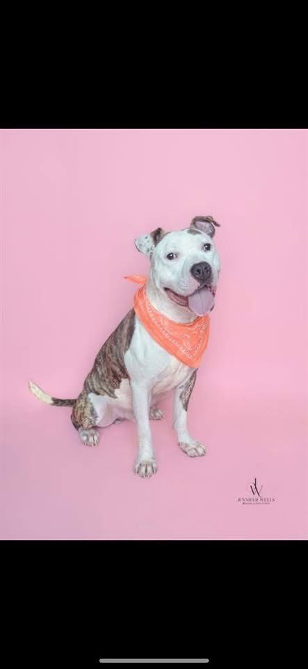 ZIGGY - American Staffordshire Terrier / American Pit Bull Terrier available for adoption