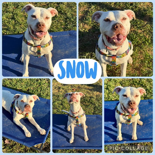Snow, an adoptable American Staffordshire Terrier in Baltimore, MD