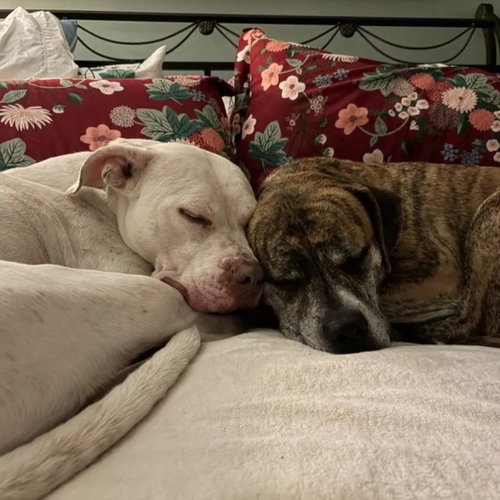 SNOW - American Staffordshire Terrier / American Pit Bull Terrier available for adoption