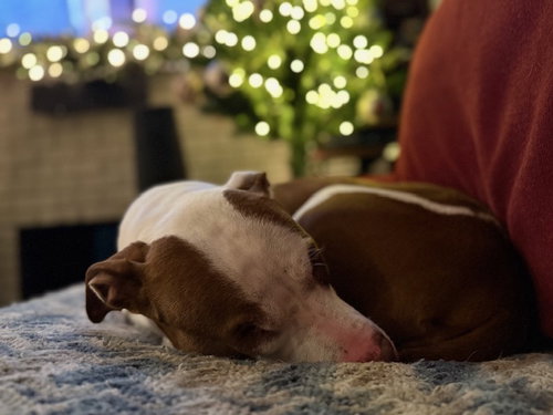 LUCY - American Pit Bull Terrier / American Staffordshire Terrier available for adoption