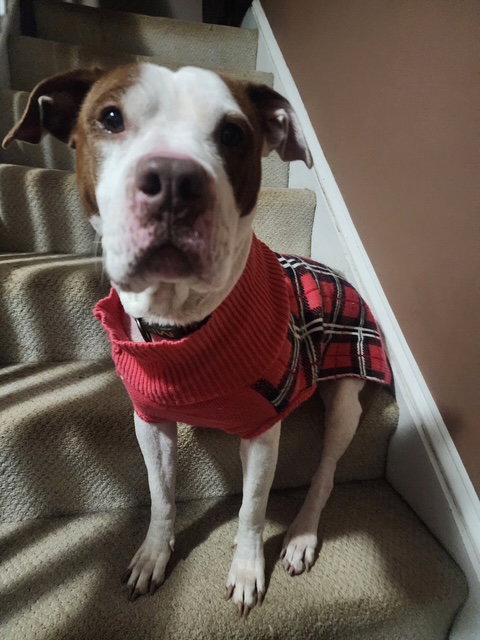 LUCY - American Pit Bull Terrier / American Staffordshire Terrier available for adoption