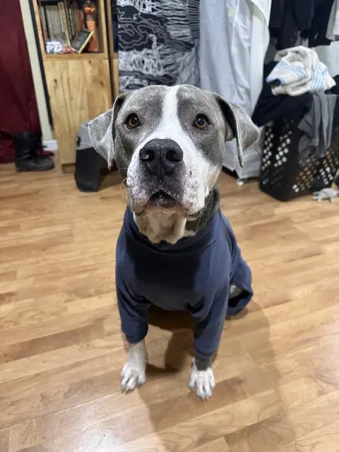 Sparky - American Staffordshire Terrier