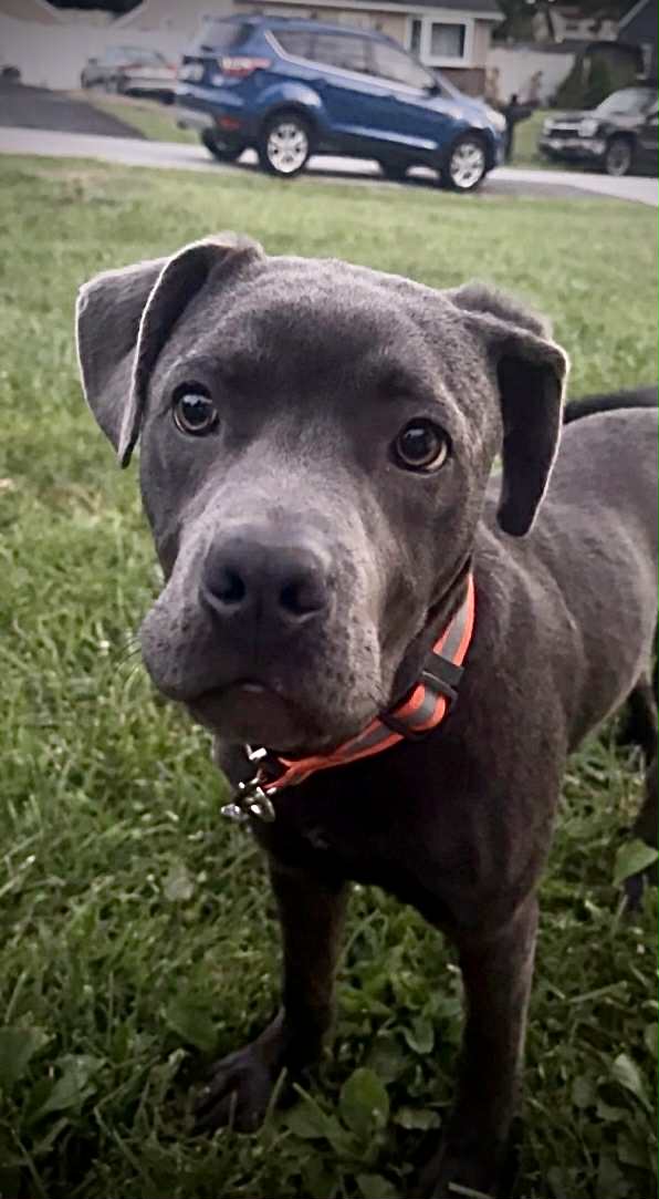 Diesel