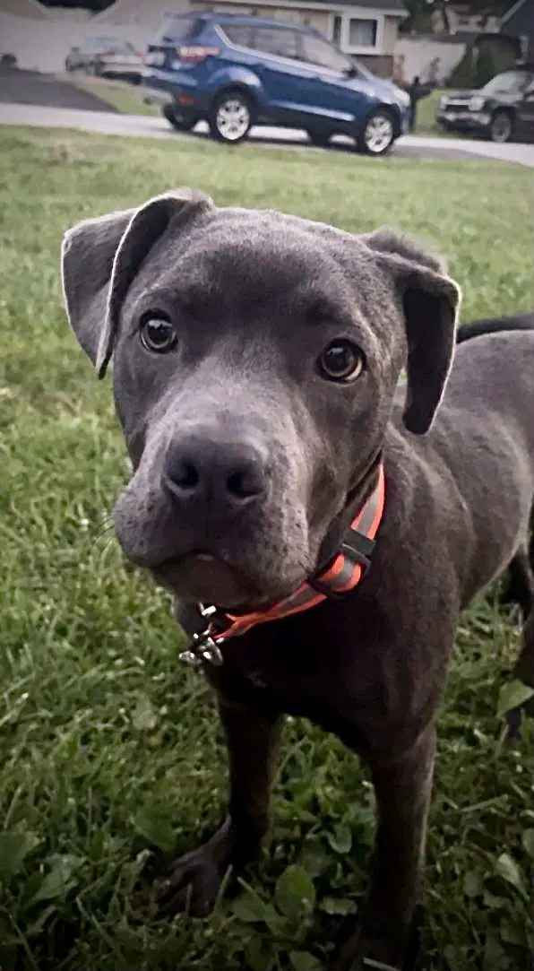 Diesel - American Pit Bull Terrier