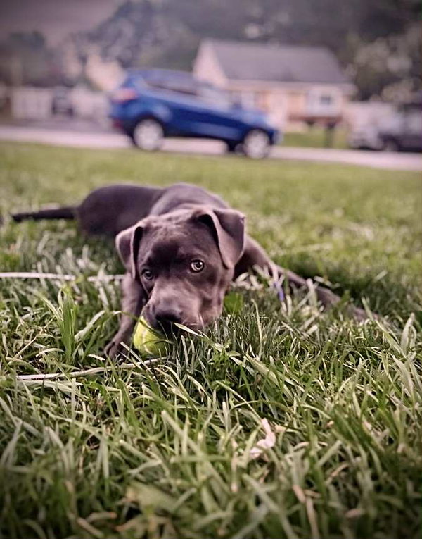 Diesel