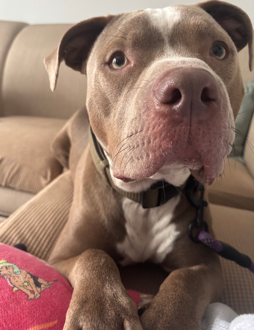 Marcus, an adoptable American Pit Bull Terrier in Baltimore, MD