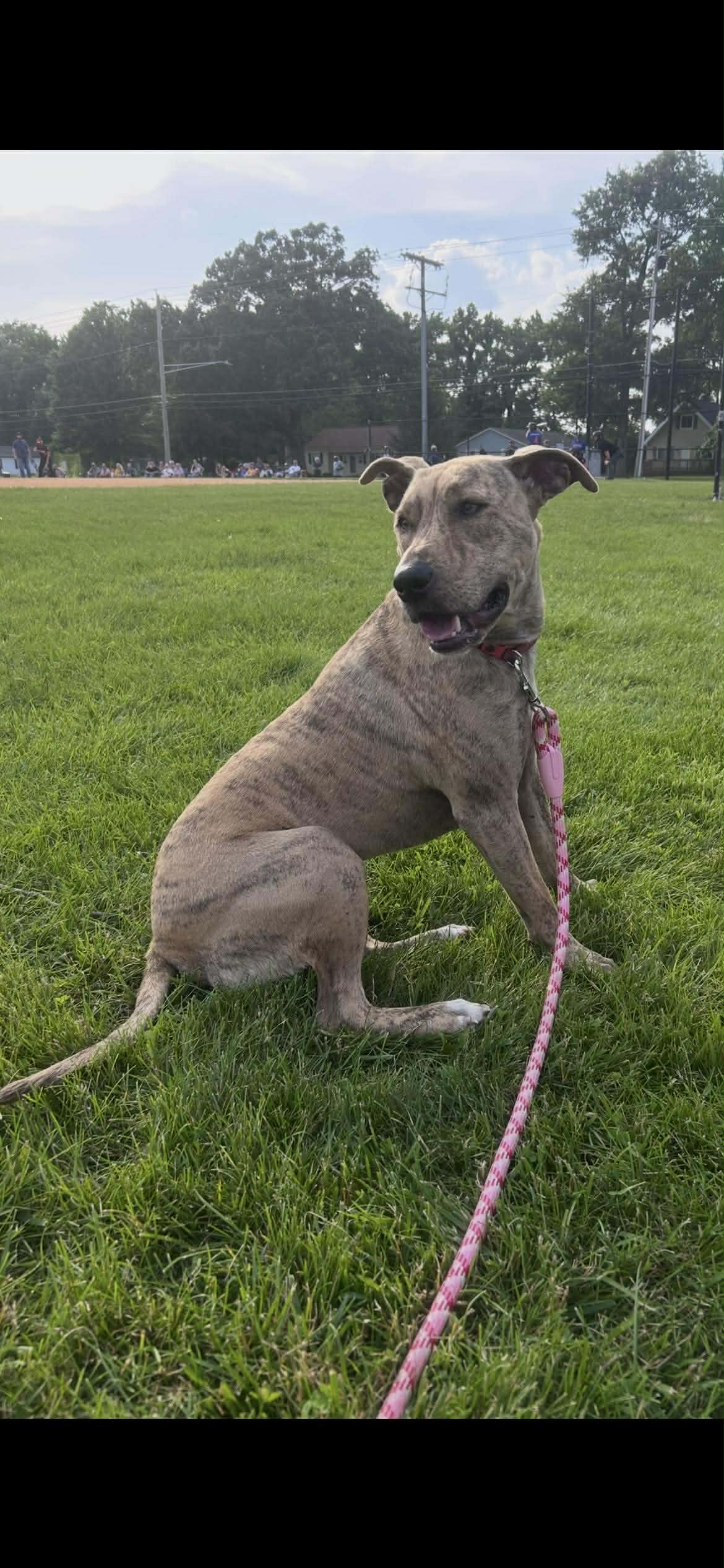 Lorelai - Staffordshire Bull Terrier