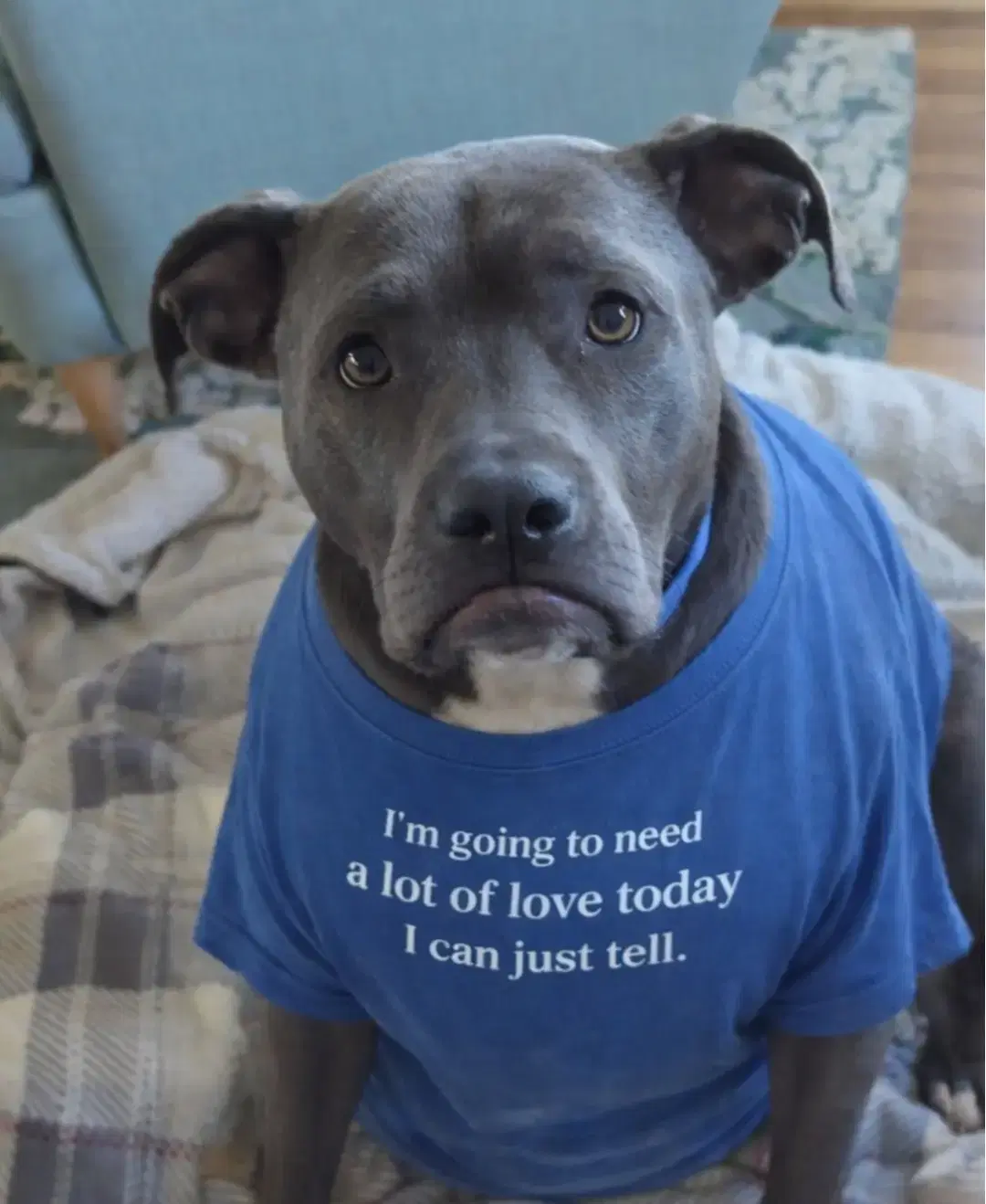 Blake - American Pit Bull Terrier