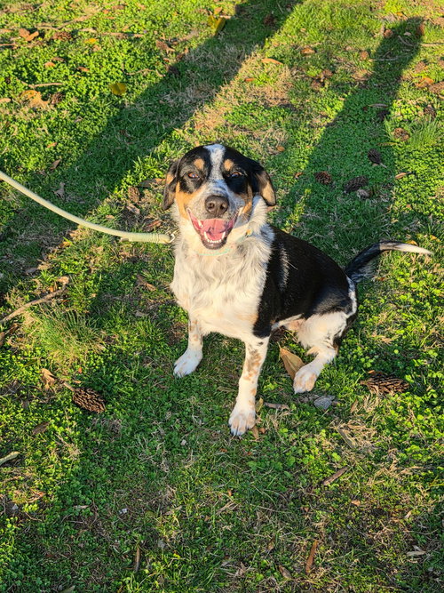 Pebbles, an adoptable Australian Cattle Dog in Baltimore, MD