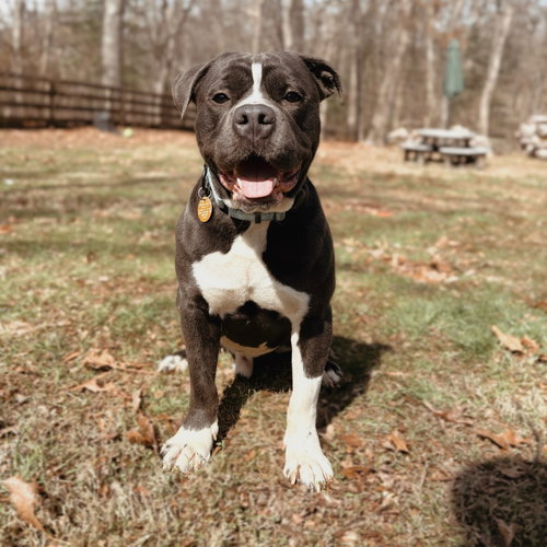Pierogi, an adoptable American Pit Bull Terrier in Baltimore, MD