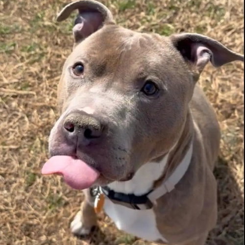 Paco, an adoptable American Pit Bull Terrier in Baltimore, MD