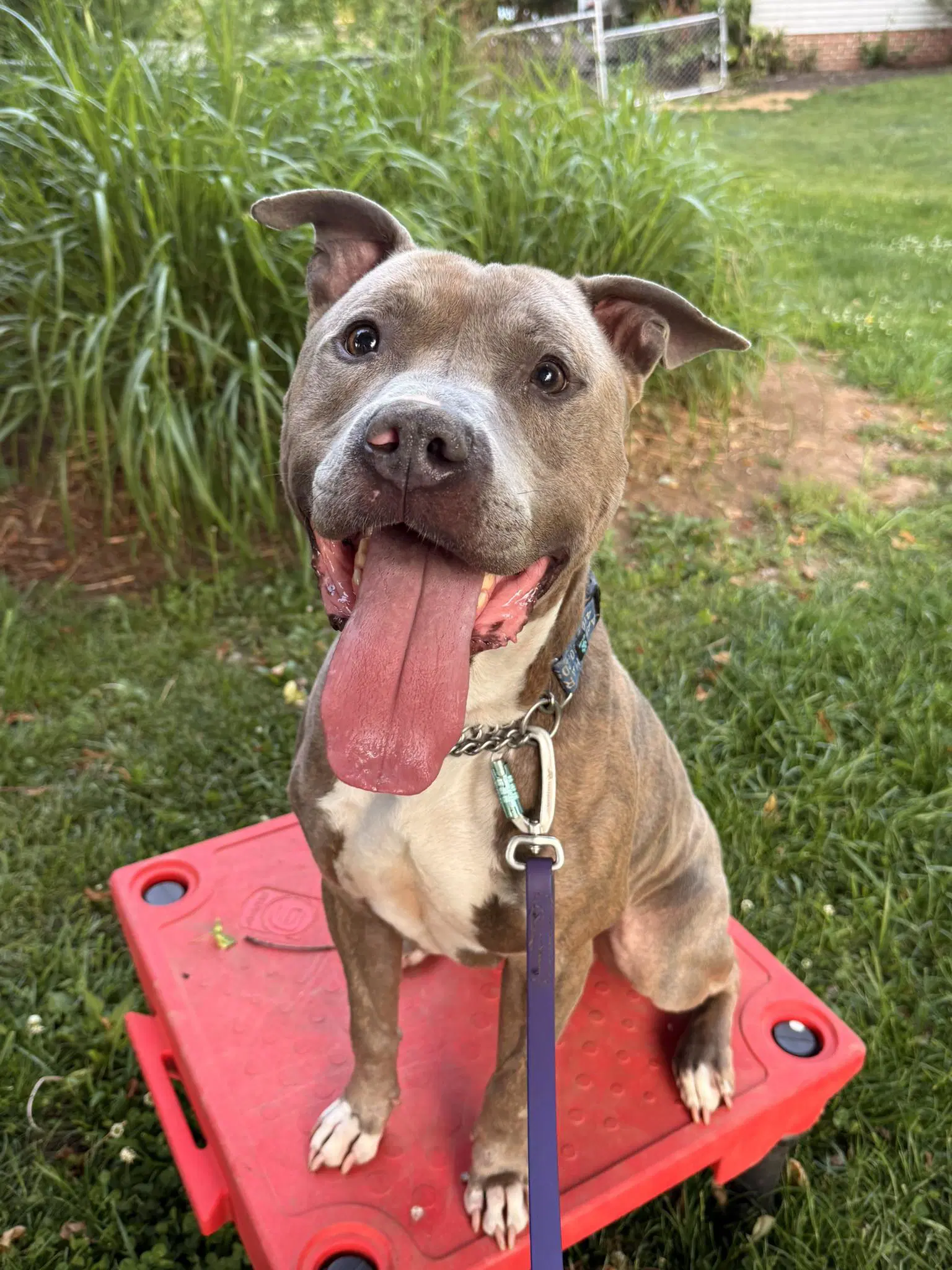 Paco - American Pit Bull Terrier
