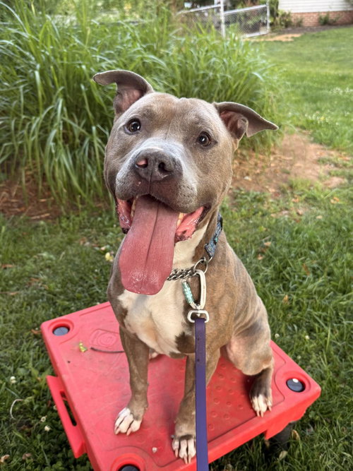 Paco, an adoptable American Pit Bull Terrier in Baltimore, MD
