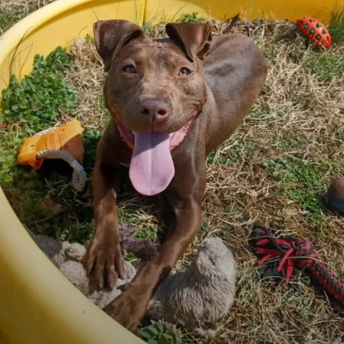 Tiny, an adoptable American Pit Bull Terrier in Baltimore, MD