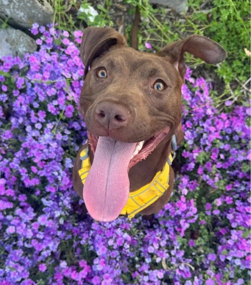 Tiny, an adoptable American Pit Bull Terrier in Baltimore, MD