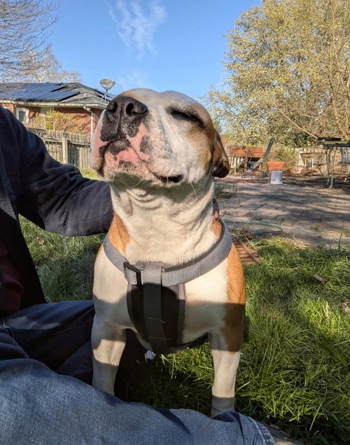 Leelou, an adoptable American Bulldog in Baltimore, MD