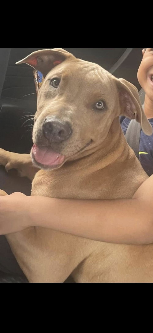 Billy, an adoptable American Pit Bull Terrier in Baltimore, MD