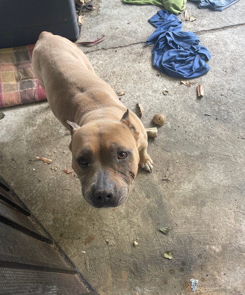 Cupcake, an adoptable American Staffordshire Terrier in Baltimore, MD