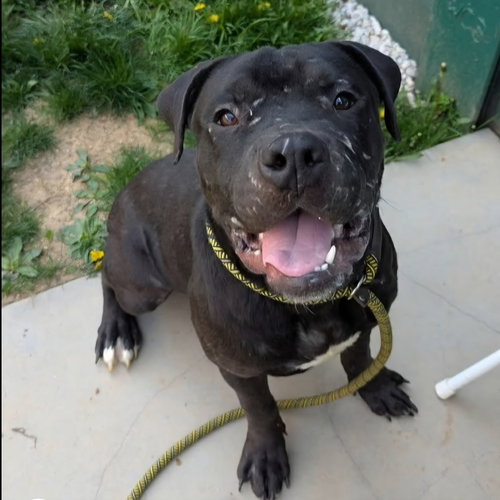 Xavior, an adoptable American Pit Bull Terrier in Baltimore, MD