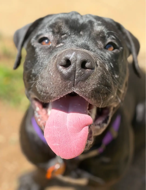 Xavior, an adoptable American Pit Bull Terrier in Baltimore, MD