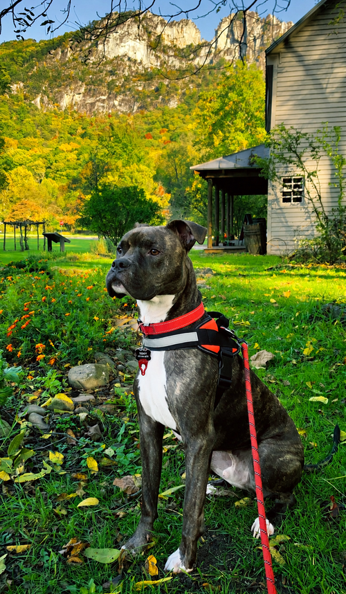 Photo 2 of Ziggy