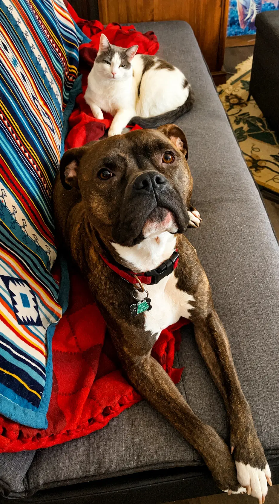 Ziggy image 3