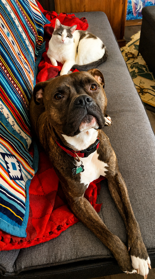 Photo 3 of Ziggy