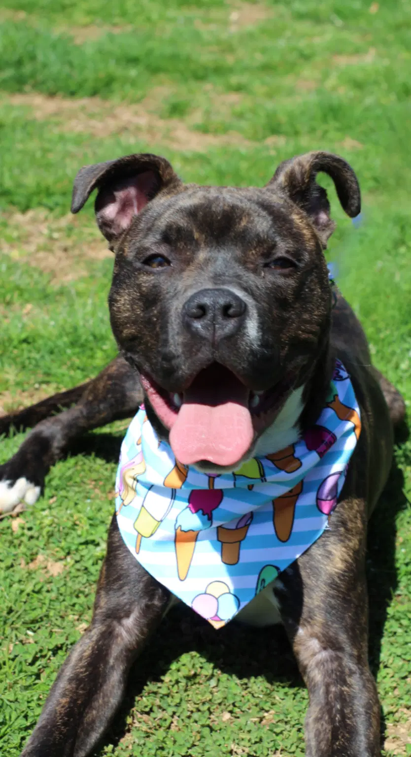 Ziggy - Boxer
