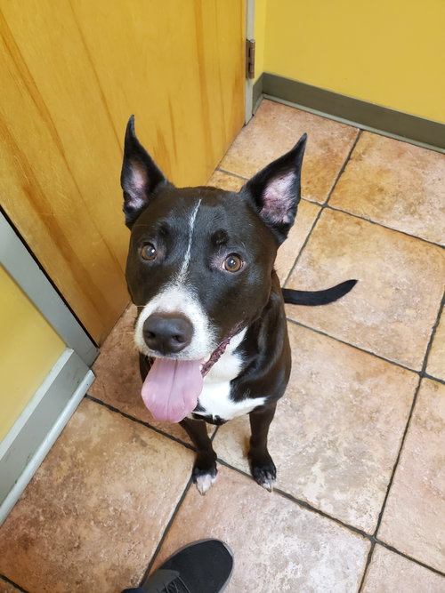 Jack, an adoptable Shepherd in Baltimore, MD