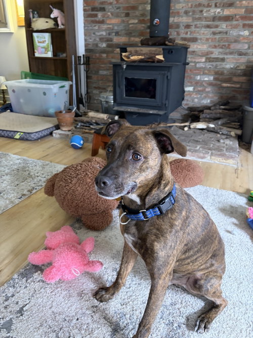 Max, an adoptable Hound in Baltimore, MD