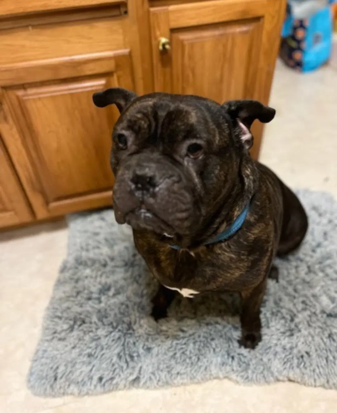 Blaze - Cane Corso