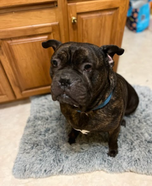 Blaze, an adoptable Cane Corso Mastiff in Baltimore, MD