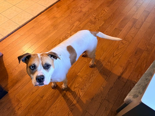 Indi, a dog for adoption from Adopt A Homeless Animal Rescue