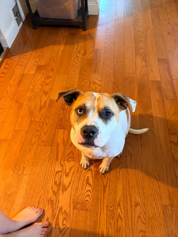 Indi