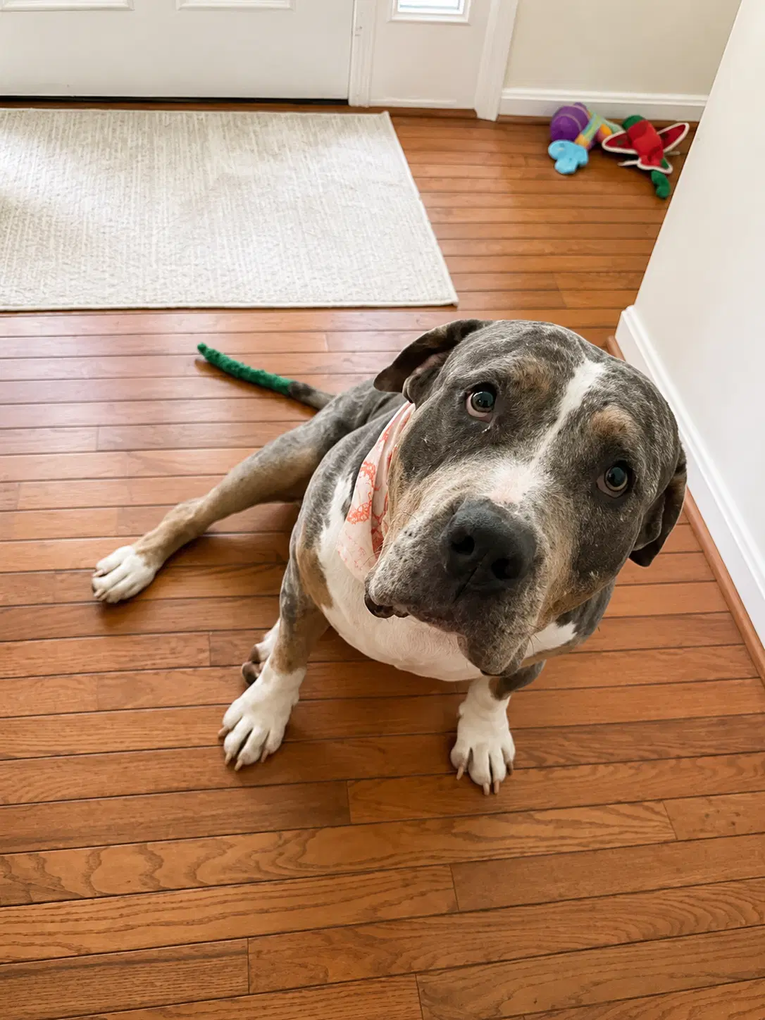 Minnie - American Staffordshire Terrier