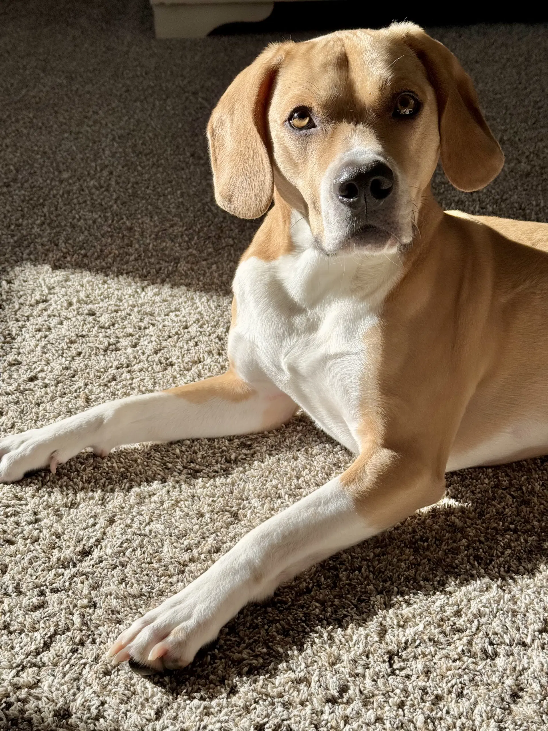 Arlo - Beagle/Pit Bull