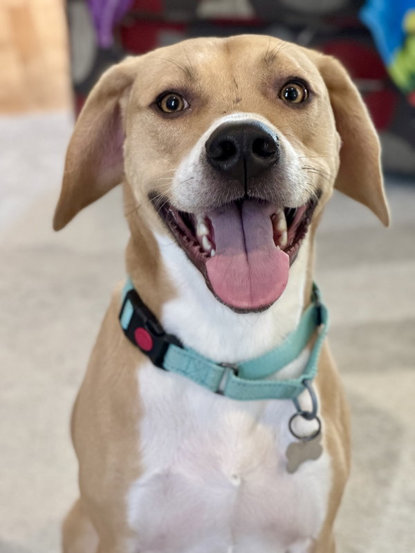 Arlo