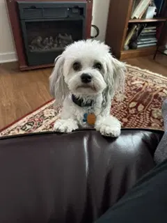 Sammy - Havanese