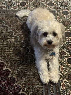 Sammy, photo 2