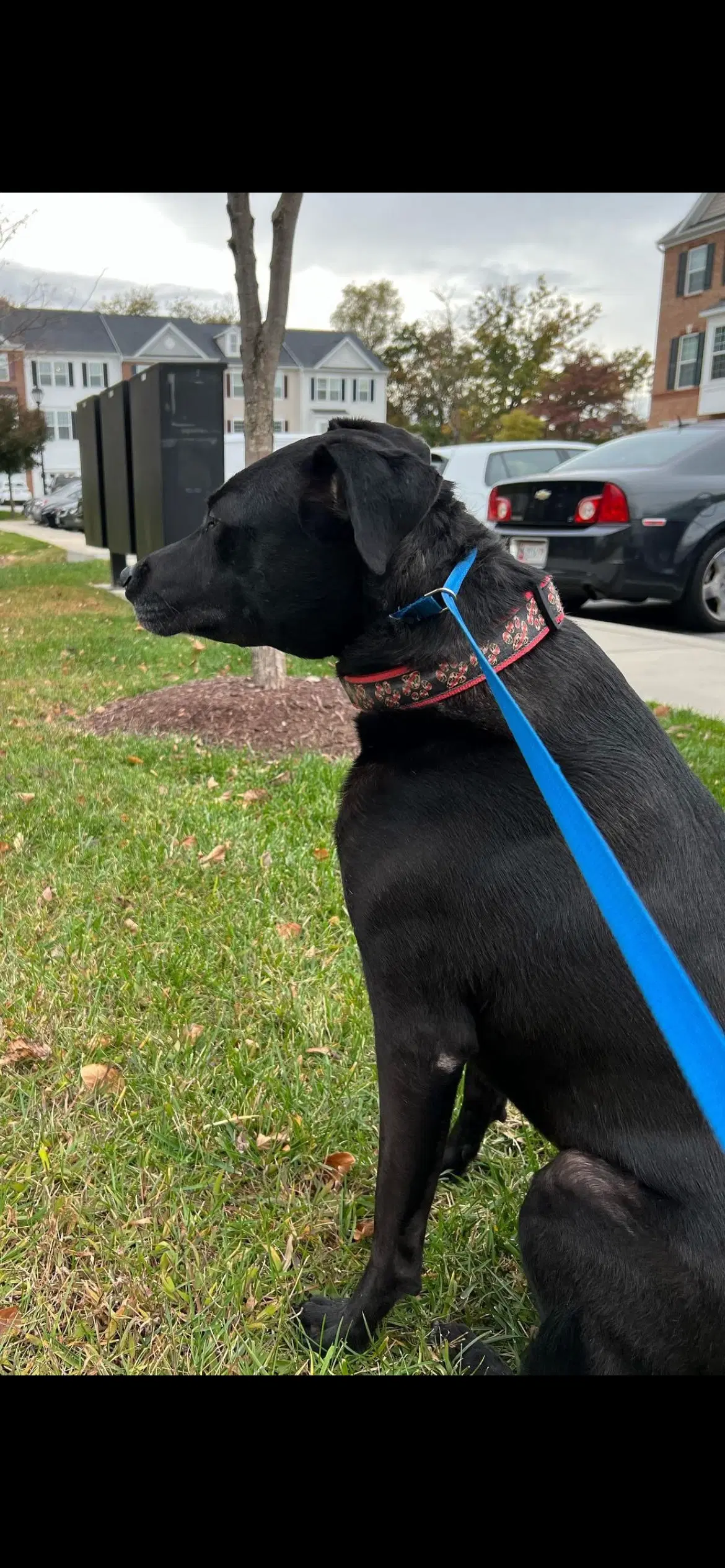 Ziggy - Labrador Retriever