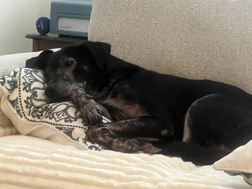 Ziggy, photo 2