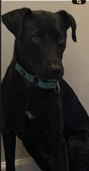 Ziggy image 4