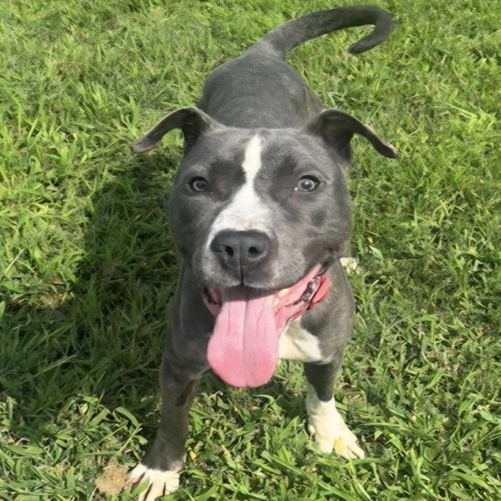 Diamond, American Pit Bull Terrier
