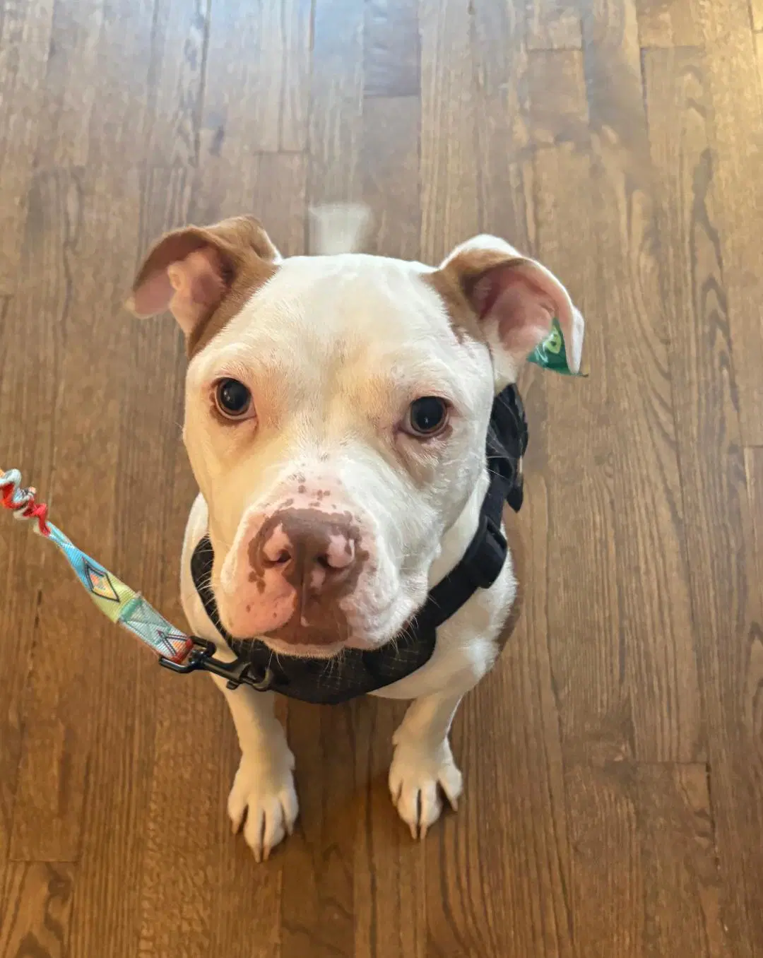 Cowboy - American Staffordshire Terrier