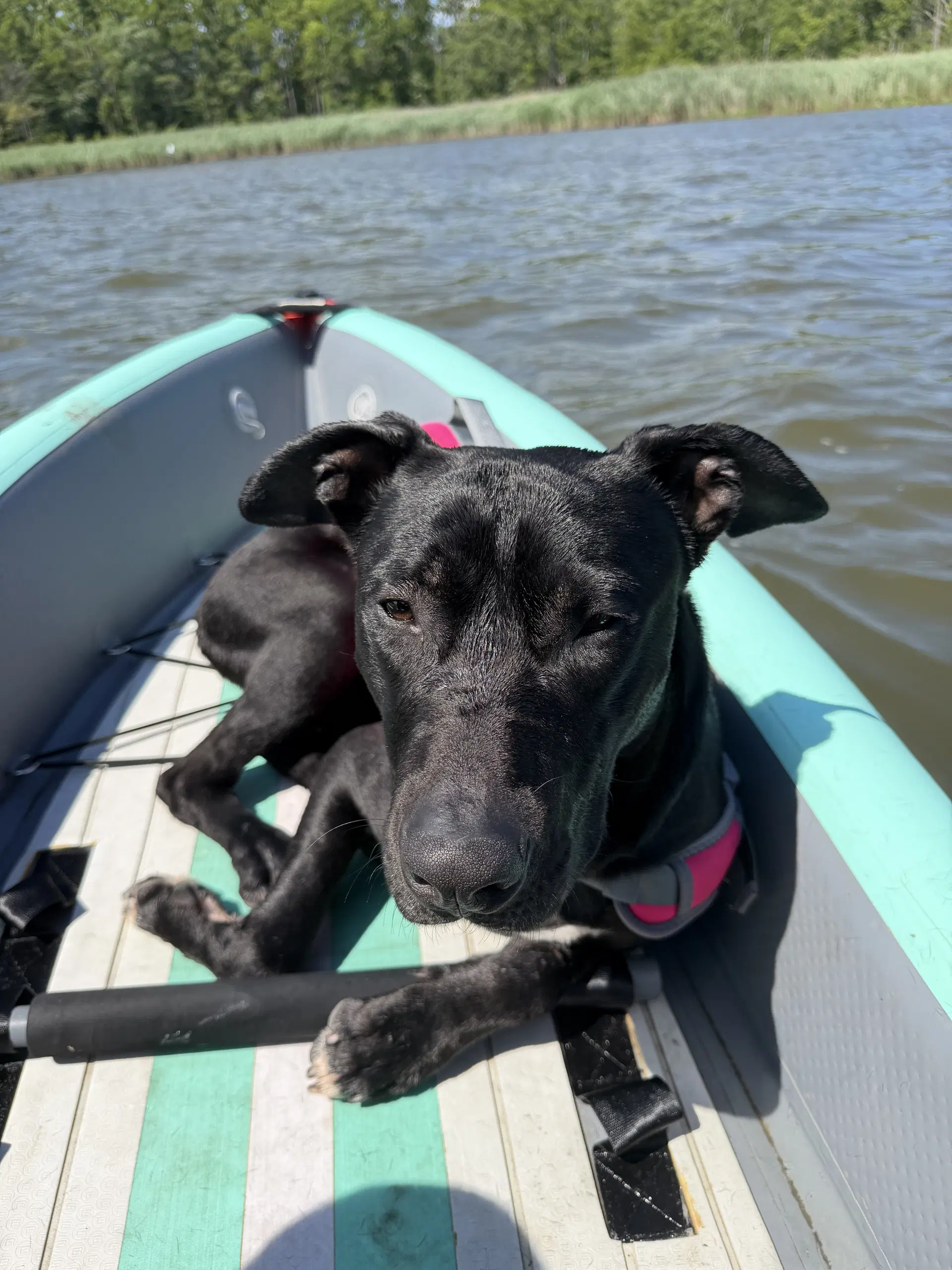 Valor - American Pit Bull Terrier