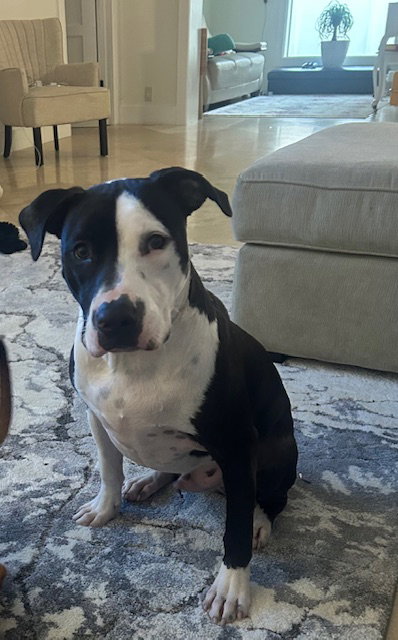 Bill, a dog for adoption from Adopt A Homeless Animal Rescue